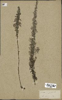 spécimen de Artemisia pontica
