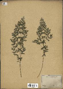 spécimen de Artemisia sp.