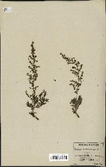 spécimen de Artemisia annua