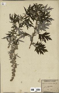 spécimen de Artemisia vulgaris