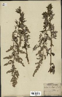 spécimen de Artemisia vulgaris