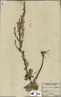 spécimen de Artemisia vulgaris