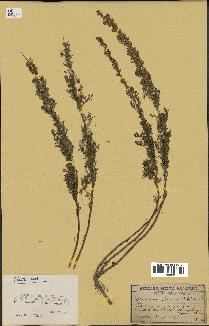 spécimen de Artemisia chamaemelifolia