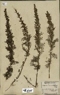 spécimen de Artemisia chamaemelifolia