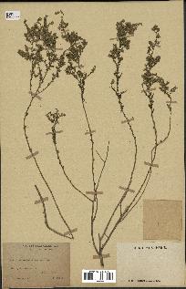 spécimen de Artemisia aragonensis