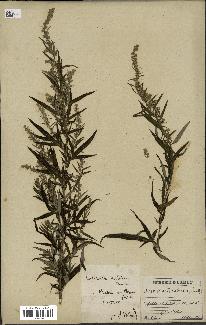 spécimen de Artemisia verlotiorum