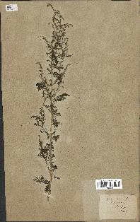 spécimen de Artemisia annua