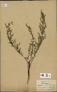 spécimen de Artemisia annua