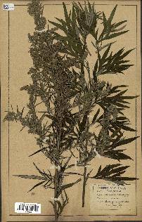 spécimen de Artemisia selengensis