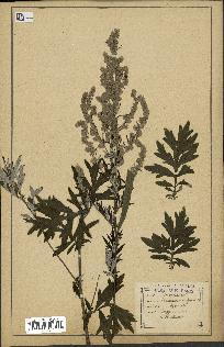 spécimen de Artemisia vulgaris