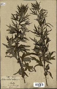 spécimen de Artemisia verlotiorum