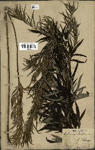 spécimen de Artemisia verlotiorum