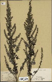 spécimen de Artemisia sp.