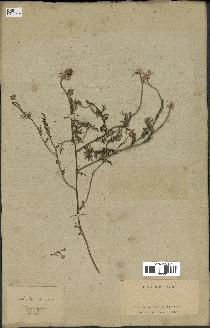 spécimen de Anthemis arvensis