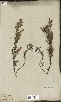 spécimen de Artemisia maritima