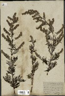 spécimen de Artemisia vulgaris