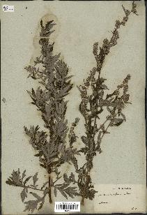 spécimen de Artemisia vulgaris