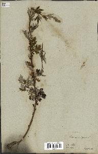 spécimen de Artemisia vulgaris