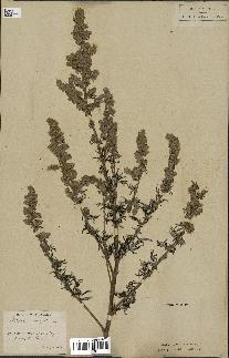 spécimen de Artemisia vulgaris