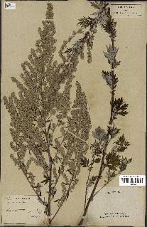 spécimen de Artemisia vulgaris