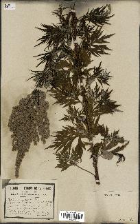 spécimen de Artemisia vulgaris