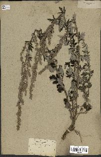 spécimen de Artemisia vulgaris