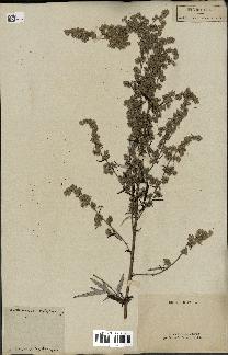 spécimen de Artemisia vulgaris