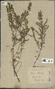 spécimen de Artemisia pontica