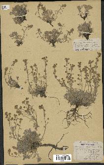 spécimen de Artemisia mutellina