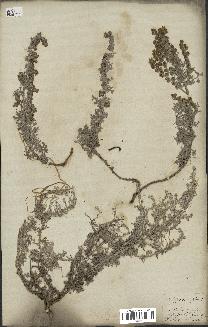 spécimen de Artemisia maritima