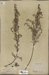 spécimen de Artemisia maritima