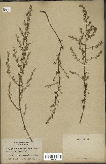 spécimen de Artemisia campestris