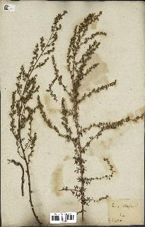 spécimen de Artemisia campestris