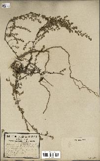spécimen de Artemisia campestris