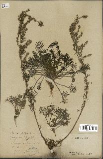 spécimen de Artemisia campestris