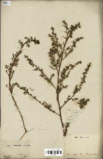 spécimen de Artemisia campestris