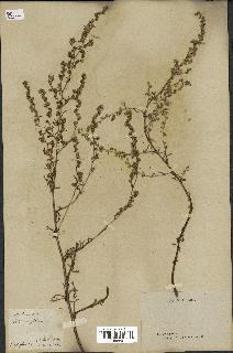 spécimen de Artemisia campestris