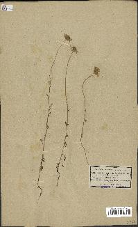 spécimen de Anthemis arvensis