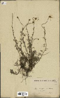 spécimen de Anthemis arvensis