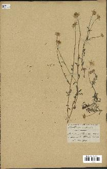 spécimen de Anthemis arvensis