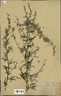 spécimen de Artemisia vulgaris