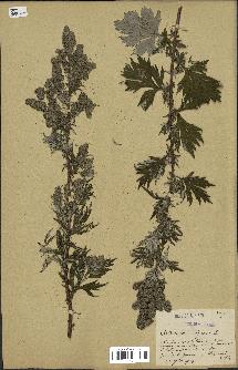 spécimen de Artemisia vulgaris