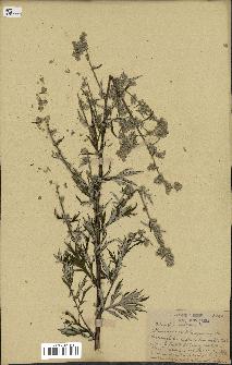 spécimen de Artemisia vulgaris