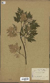 spécimen de Artemisia vulgaris