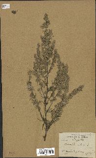 spécimen de Artemisia vulgaris