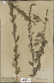 spécimen de Artemisia vulgaris