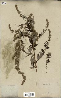 spécimen de Artemisia vulgaris