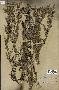 spécimen de Artemisia vulgaris