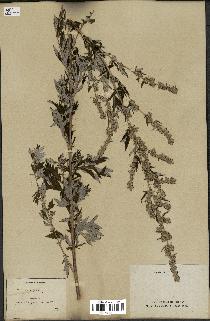 spécimen de Artemisia vulgaris