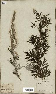 spécimen de Artemisia vulgaris